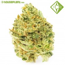 Super Silver Haze - Houseplant Seeds