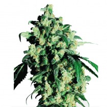Super Skunk Fem. Sensi Seeds