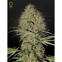 Super Bud Auto - Green House Seeds