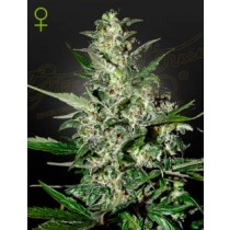 Super Critical Auto - Green House Seeds