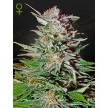 Super Lemon Haze Auto - Green House Seeds