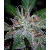 White Fya – Vulkania Seeds