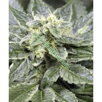 The Herb Regular – Vulkania Seeds