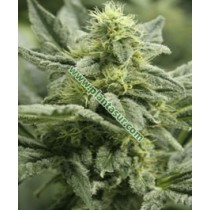 Afghanika Regular – Vulkania Seeds