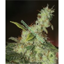 White Diesel – Vulkania Seeds