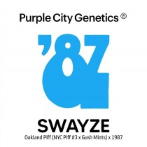 Swayze - Purple City Genetics - 10 Semillas Regulares