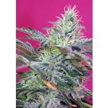 Sweet Cheese Auto Sweet Seeds