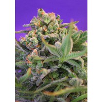 Sweet Cheese F1 Fast Version Sweet Seeds