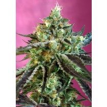 Sweet Nurse Auto CBD Sweet Seeds