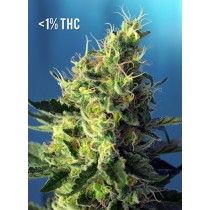 Sweet Pure Cbd Sweet Seeds