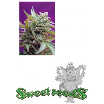 Black Jack Auto Sweet Seeds