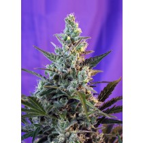 Sweet Skunk Auto Sweet Seeds