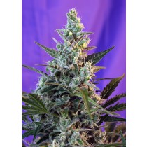 Sweet Skunk F1 Fast Version Sweet Seeds