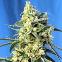 Sweet Amnesia Haze Sweet Seeds