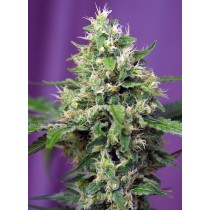 Sweet Amnesia Haze XL Auto Swet Seeds 