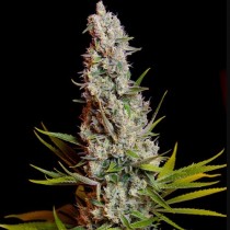 Sweet Cheese Sweet Seeds