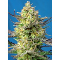 Sweet Cheese XL Auto Sweet Seeds 