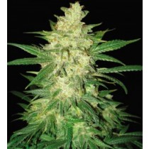 Sweet Coffee Ryder Auto - World Of Seeds