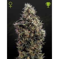 Sweet Mangoi Auto - Green House Seeds 