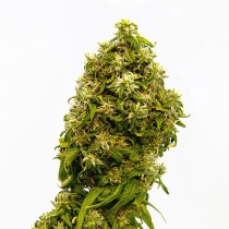 comprar semillas swiss dream cbd de kannabia seeds