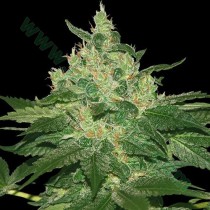 Afgan Kush Regular - World Of Seeds