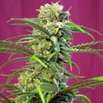 Sweet Tai - Sweet Seeds