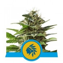 semillas tatanka pure cbd de royal queen seeds