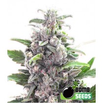 THC Bomb – Bomb Seeds