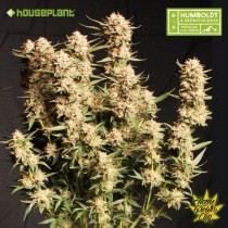3 Semillas Feminizadas - Thunder Banana Auto - Humbolsdt Line