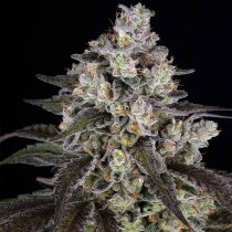Trainwreck - Barney´s Farm