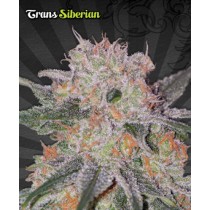 Trans Siberian – Auto Seeds