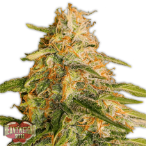 Tropic Punch - Heaviy Weight 5 Seeds