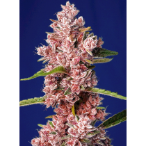 Tropicanna Poison F1 Fast Version - Sweet Seeds