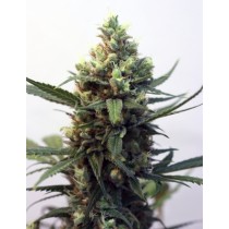 Toxic – Ripper Seeds 