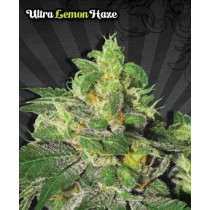 Ultra Lemon Haze – Auto Seeds