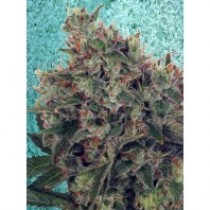 Ultra White Amnesia – Ministry Seeds