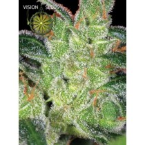 Cheese – Vision Seeds