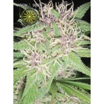 Jack Herer – Vision Seeds