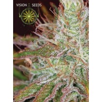 Northern Lights – Vision Seeds 