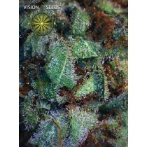 NY Diesel – Vision Seeds