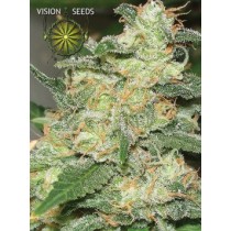 Russian Snow – Vision Seeds