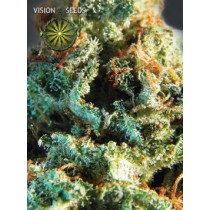 Silver Haze – Vision Seeds