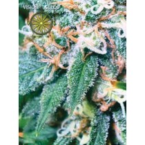 Super Skunk – Vision Seeds