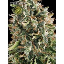 White Widow – Vision Seeds