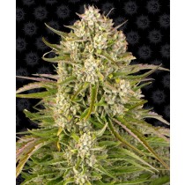 Wedding Cake Auto - Barney´s Farm 