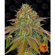 Wedding Cake - Barney´s Farm 