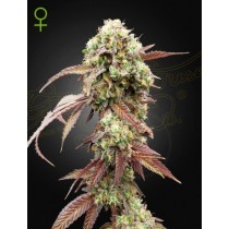 West Coast OG x Gelato 41 Auto – Green House Seeds 