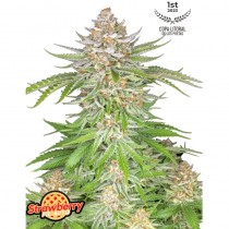 1 Semilla Feminizada - Strawberry Pie Auto - FastBuds
