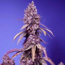 Black Muffin F1 Fast Version - Sweet Seeds