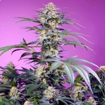 Monster Maker - Sweet Seeds